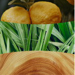 YUZU & VETIVER